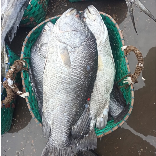 Koi Coral - কৈ কোড়াল Big size
